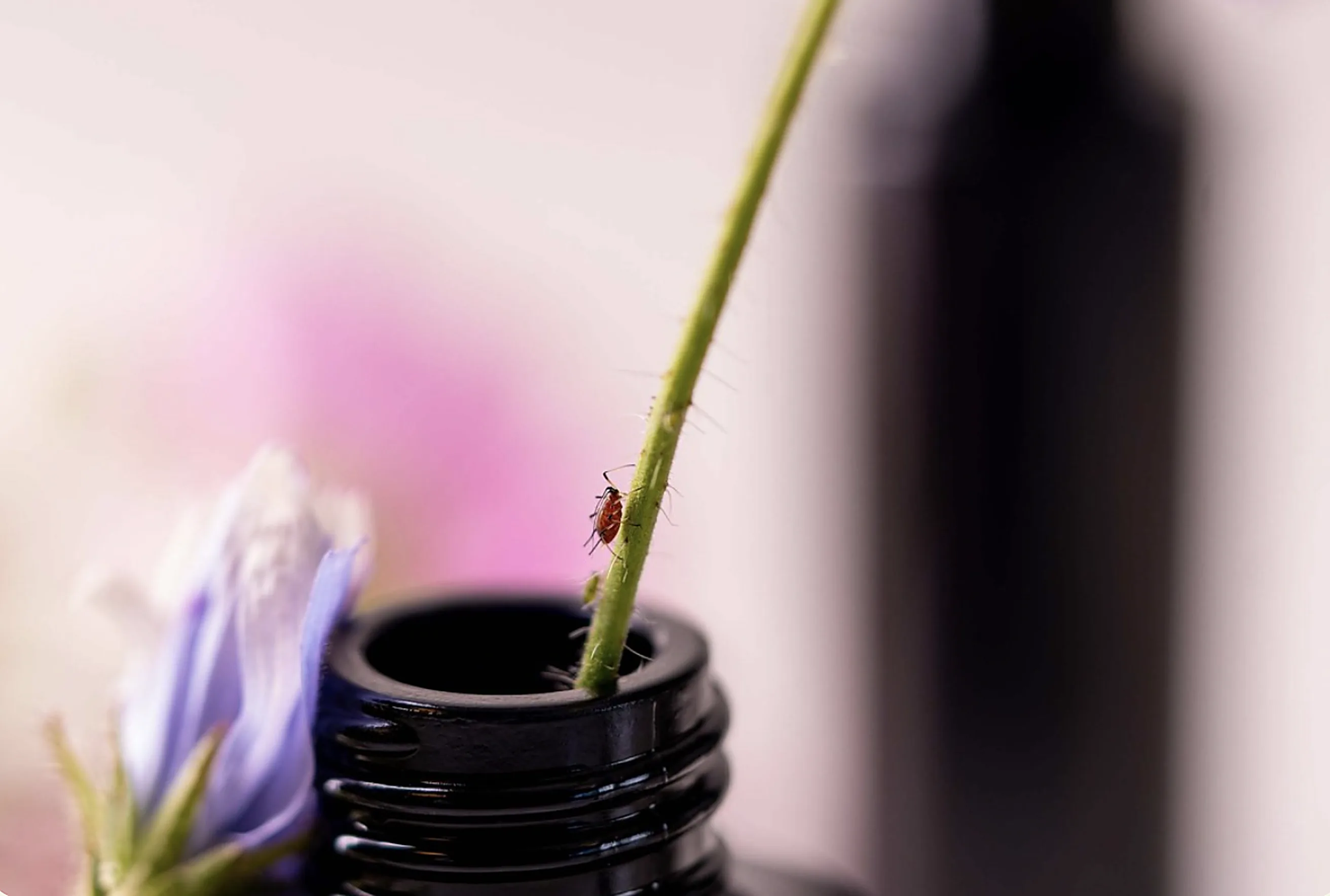 MIRON® Violettglas – Glas-Wiederverwendung